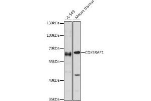 Western blot analysis of extracts of various cell lines, using CDK5R antibody (ABIN7266235) at 1:1000 dilution. (CDK5RAP1 Antikörper  (AA 1-350))