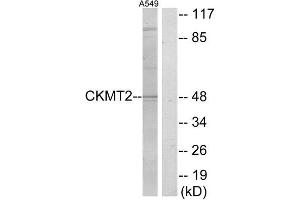 Western Blotting (WB) image for anti-Creatine Kinase, Mitochondrial 2 (Sarcomeric) (CKMT2) (Internal Region) antibody (ABIN1849200) (CKMT2 Antikörper  (Internal Region))