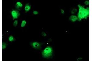 Anti-OBFC1 mouse monoclonal antibody (ABIN2454844) immunofluorescent staining of COS7 cells transiently transfected by pCMV6-ENTRY OBFC1 (RC200778). (OBFC1 Antikörper)