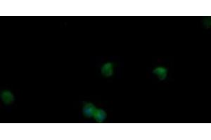 Image no. 5 for anti-Mitogen-Activated Protein Kinase 9 (MAPK9) antibody (ABIN1498927) (JNK2 Antikörper)