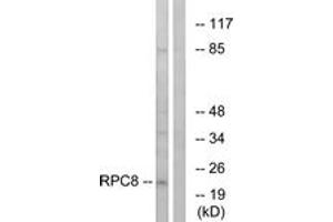 Western Blotting (WB) image for anti-Polymerase (RNA) III (DNA Directed) Polypeptide H (22.9kD) (POLR3H) (AA 151-200) antibody (ABIN2890277) (POLR3H Antikörper  (AA 151-200))