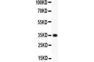 Anti- CD63 Picoband antibody, Western blotting All lanes: Anti CD63  at 0.