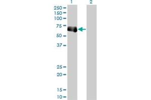 Western Blot analysis of TRIM9 expression in transfected 293T cell line by TRIM9 monoclonal antibody (M01), clone 1F12. (TRIM9 Antikörper  (AA 1-109))