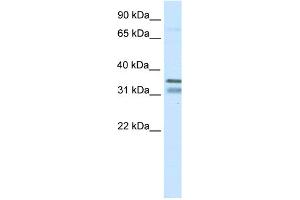 WB Suggested Anti-NKX2-2 Antibody Titration:  0. (Nkx2-2 Antikörper  (N-Term))