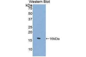 Western Blotting (WB) image for anti-Tryptase delta 1 (TPSD1) (AA 99-191) antibody (ABIN1860851)