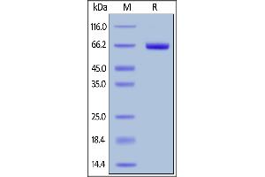 Biotinylated Human FOLR1, Fc,Avitag on  under reducing (R) condition. (FOLR1 Protein (AA 25-233) (Fc Tag,AVI tag,Biotin))