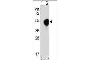 Western blot analysis of DOM3Z (arrow) using rabbit polyclonal DOM3Z Antibody (N-term Y88) (ABIN390574 and ABIN2840900). (DOM3Z Antikörper  (N-Term))