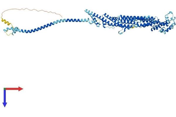 COG6 Protein (AA 1-657) (His tag)