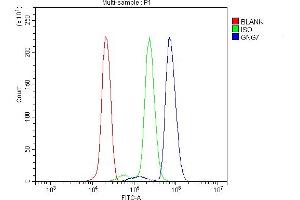 anti-Guanine Nucleotide Binding Protein gamma 7 (GNG7) (AA 2-57) antibody