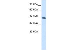 Western Blotting (WB) image for anti-Zinc Finger Protein 670 (ZNF670) antibody (ABIN2461288)