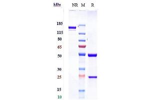 Anti-PDCD1 / PD-1 / CD279 Reference Antibody (sintilimab) on SDS-PAGE under reducing (R) condition. (Rekombinanter PDCD1 (Sintilimab Biosimilar) Antikörper)