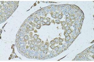 Immunohistochemistry of paraffin-embedded Rat testis using PSMF1 Polyclonal Antibody at dilution of 1:50 (40x lens). (PSMF1 Antikörper)