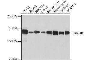 Western blot analysis of extracts of various cell lines, using UBE4B antibody (ABIN7271132) at 1:1000 dilution. (UBE4B Antikörper)