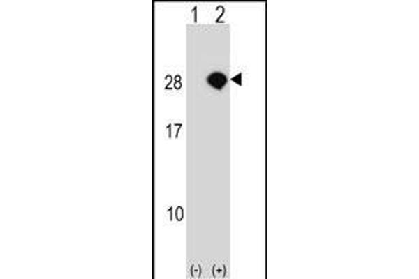 AKIRIN2 Antikörper  (C-Term)