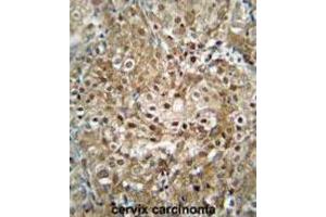 Immunohistochemistry (IHC) image for anti-CF153 antibody (ABIN2995840) (CF153 Antikörper)