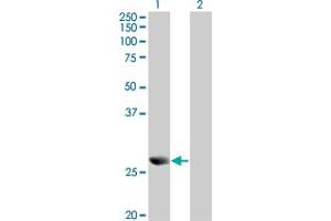 Western Blot analysis of PRDX4 expression in transfected 293T cell line by PRDX4 monoclonal antibody (M01A), clone 2C12. (Peroxiredoxin 4 Antikörper  (AA 51-150))