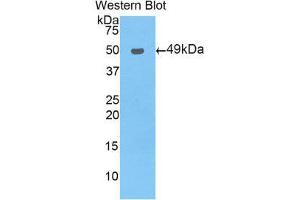 Western Blotting (WB) image for anti-Nuclear Receptor Subfamily 1, Group I, Member 2 (NR1I2) (AA 246-431) antibody (ABIN1860381) (NR1I2 Antikörper  (AA 246-431))