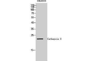 Western Blotting (WB) image for anti-Cathepsin G (CTSG) (Internal Region) antibody (ABIN3174202) (Cathepsin G Antikörper  (Internal Region))