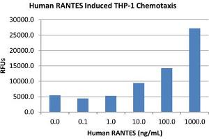 SDS-PAGE of Human RANTES (CCL5) Recombinant Protein Bioactivity of Human RANTES (CCL5) Recombinant Protein.