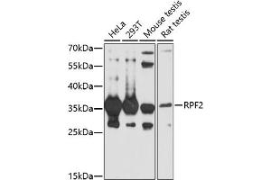 Western blot analysis of extracts of various cell lines, using RPF2 antibody (ABIN7270047) at 1:1000 dilution. (RPF2 Antikörper  (AA 1-306))