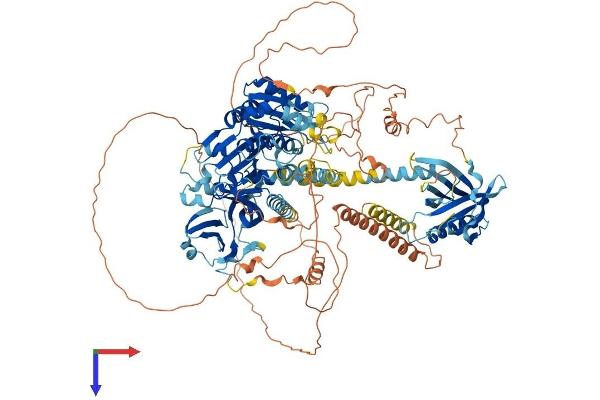 INPP5F Protein (AA 1-1132) (His tag)