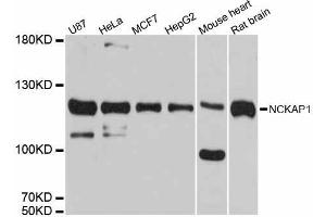 Western blot analysis of extracts of various cell lines, using NCKAP1 antibody (ABIN5998312) at 1:3000 dilution.