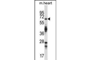 TRIM45 Antibody (C-term) (ABIN657568 and ABIN2846575) western blot analysis in mouse heart tissue lysates (35 μg/lane). (TRIM45 Antikörper  (C-Term))