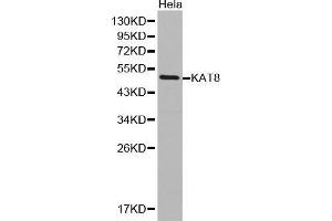 Western Blotting (WB) image for anti-K(lysine) Acetyltransferase 8 (KAT8) (AA 1-200) antibody (ABIN1513118) (MYST1 Antikörper  (AA 1-200))