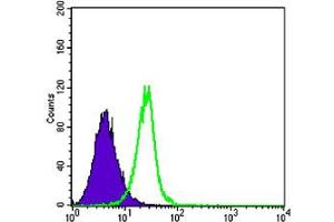 Flow cytometric analysis of K-562 cells using SMAD4 monoclonal antobody, clone 4G1C6  (green) and negative control (purple). (SMAD4 Antikörper)