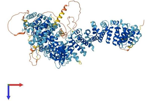 STK36 Protein (AA 1-1316) (His tag)