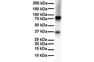WB Suggested Anti-CPEB4 antibody Titration: 1 ug/mL Sample Type: Human Daudi (CPEB4 Antikörper  (N-Term))