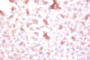 Immunohistochemistry of paraffin-embedded mouse liver tissue using ABIN7150677 at dilution of 1:100 (DTWD1 Antikörper  (AA 1-109))