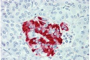 Anti-SLC7A2 antibody  ABIN960814 IHC staining of human pancreas.