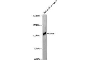 Western blot analysis of extracts of Rat skeletal muscle, using WWP1 antibody (ABIN7271394) at 1:1000 dilution. (WWP1 Antikörper  (AA 1-260))