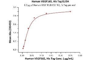 Immobilized Human VEGF R1&VEGF R2, Fc Tag at 2 μg/mL (100 μL/well) can bind Human VEGF165, His Tag (ABIN2181905,ABIN2181904) with a linear range of 0.