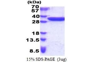 TACO1 Protein (AA 61-297) (His tag)