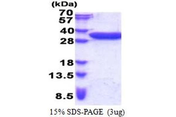 TACO1 Protein (AA 61-297) (His tag)