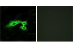Immunofluorescence (IF) image for anti-MAS1 Oncogene Like Protein (MAS1L) (AA 31-80) antibody (ABIN2890890) (MAS1L Antikörper  (AA 31-80))