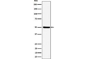 Western blot analysis of UBA3 expression in HeLa cell lysate.