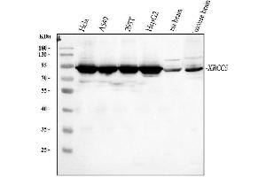 Western blot analysis of KU80 using anti-KU80 antibody (ABIN3043964).