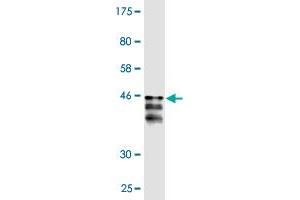 Western Blot detection against Immunogen (36. (PER2 Antikörper  (AA 1-100))