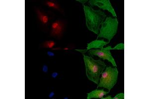 ABIN6262226 and ABIN6272920 staining  cells by IF/ICC. (HEY1 Antikörper  (Internal Region))