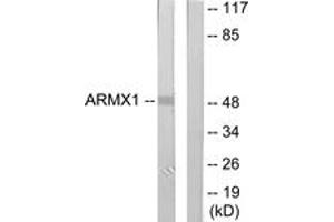 Western Blotting (WB) image for anti-Armadillo Repeat Containing, X-Linked 1 (ARMCX1) (AA 1-50) antibody (ABIN2889785) (ARMCX1 Antikörper  (AA 1-50))