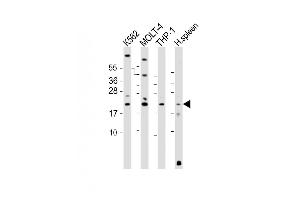 All lanes : Anti-AIF1 Antibody (N-term) at 1:2000 dilution Lane 1: K562 whole cell lysate Lane 2: MOLT-4 whole cell lysate Lane 3: THP-1 whole cell lysate Lane 4: human spleen lysate Lysates/proteins at 20 μg per lane. (Iba1 Antikörper  (N-Term))