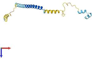 Complexin 1 Protein (CPLX1) (AA 1-134) (His tag)