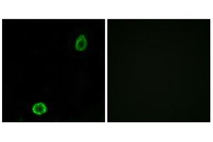 Immunofluorescence analysis of A549 cells, using ABCA13 antibody. (ABCA13 Antikörper  (Internal Region))