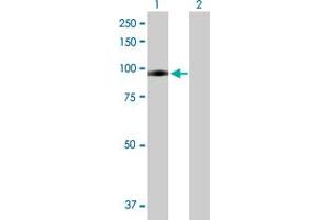 Western Blot analysis of PLG expression in transfected 293T cell line by PLG MaxPab polyclonal antibody. (PLG Antikörper  (AA 1-810))
