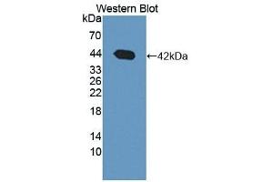 Western Blotting (WB) image for anti-3-hydroxybutyrate Dehydrogenase, Type 1 (BDH1) (AA 1-343) antibody (ABIN7436258)