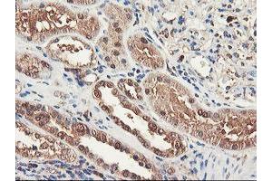 Immunohistochemical staining of paraffin-embedded Human Kidney tissue using anti-RNPEP mouse monoclonal antibody.