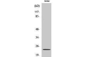 Western Blot analysis of various cells using RKIP Polyclonal Antibody.